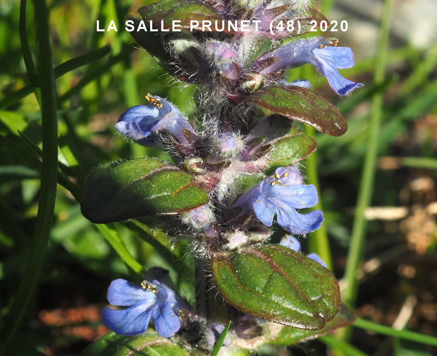 Bugle flower